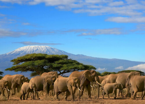 2-Day Amboseli National Park Safari