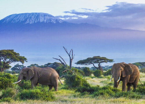 Amboseli National Park