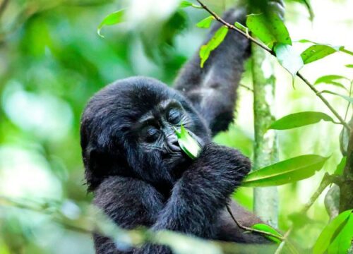 Gorilla Trekking Adventure