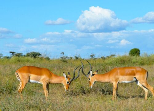 Western Lakes & Culture Trail – Kisumu, Kakamega & Kitale