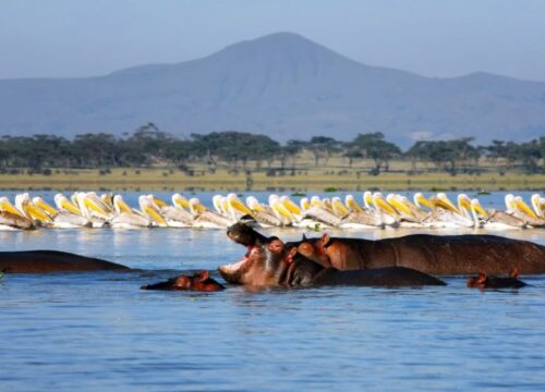 Lake Naivasha & Maasai Mara