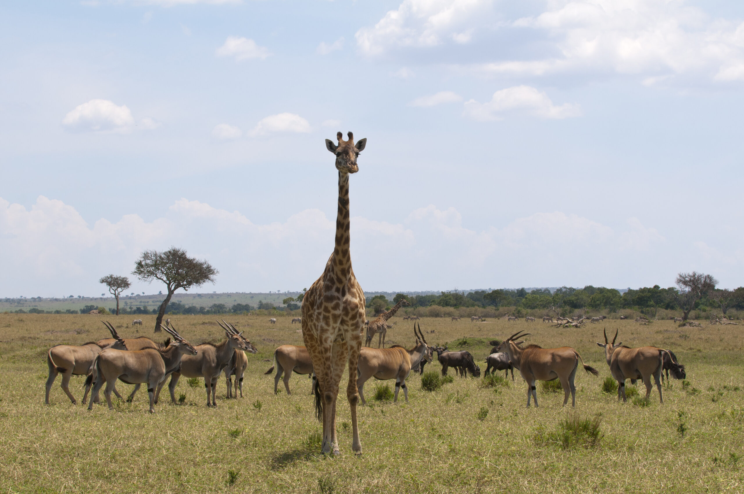 Maasai Mara – The Heart of the Wild