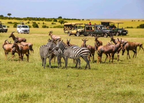 3-Day Maasai Mara Game Reserve Safari