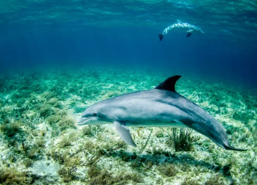 The Kenya Coast – Diani, Mombasa, Watamu & Malindi