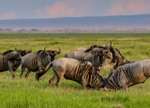 Maasai Mara Game Reserve