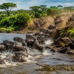 Great Migration Kenya wildebeest crossing Mara River during dramatic safari season