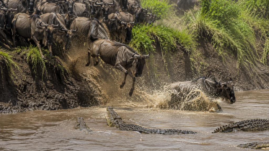 Great Migration August 2026 Mara River crossing in the Maasai Mara