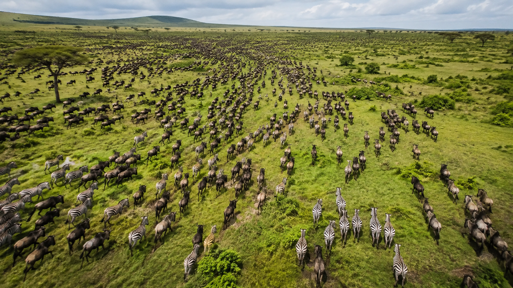 The Great Migration August 2026: Where Are the Wildebeest Right Now?