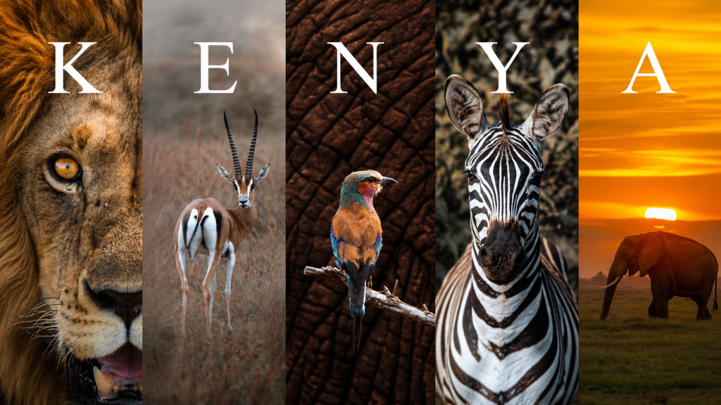 Wildlife and landscapes from Kenya's top safari destinations