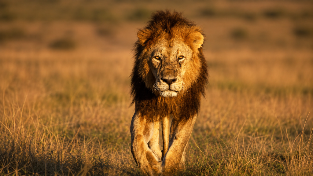 Lion in the Maasai Mara savannah in Kenya