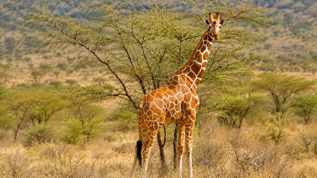 Reticulated giraffe in the Samburu landscape of northern Kenya